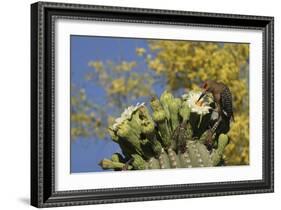Gila woodpecker feeding on Saguaro blossom nectar, Arizona-John Cancalosi-Framed Photographic Print