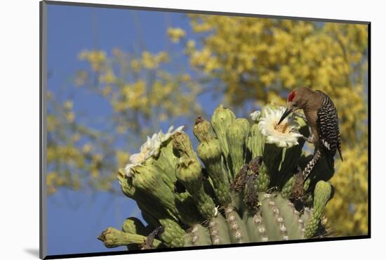 Gila woodpecker feeding on Saguaro blossom nectar, Arizona-John Cancalosi-Mounted Photographic Print