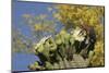 Gila woodpecker feeding on Saguaro blossom nectar, Arizona-John Cancalosi-Mounted Photographic Print