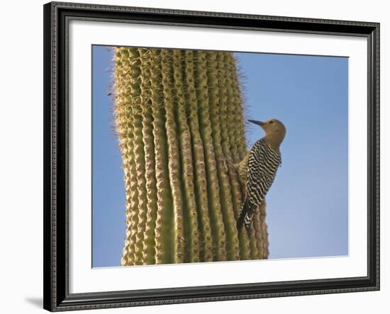 Gila Woodpecker on Saguaro, Saguaro National Park, Arizona, Usa-Michel Hersen-Framed Photographic Print