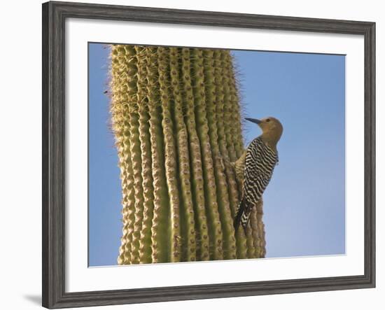 Gila Woodpecker on Saguaro, Saguaro National Park, Arizona, Usa-Michel Hersen-Framed Photographic Print