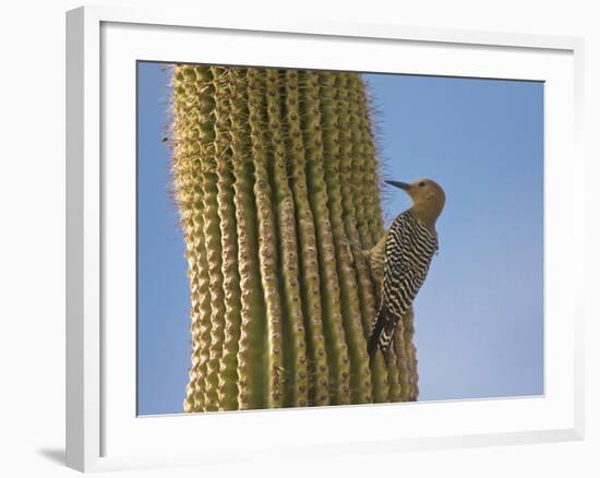 Gila Woodpecker on Saguaro, Saguaro National Park, Arizona, Usa-Michel Hersen-Framed Photographic Print