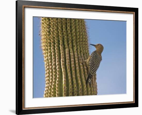 Gila Woodpecker on Saguaro, Saguaro National Park, Arizona, Usa-Michel Hersen-Framed Photographic Print