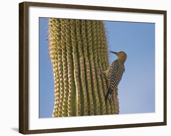 Gila Woodpecker on Saguaro, Saguaro National Park, Arizona, Usa-Michel Hersen-Framed Photographic Print