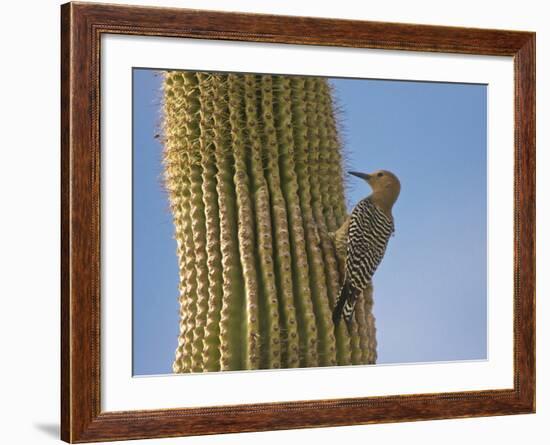 Gila Woodpecker on Saguaro, Saguaro National Park, Arizona, Usa-Michel Hersen-Framed Photographic Print