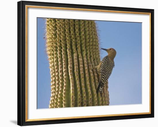 Gila Woodpecker on Saguaro, Saguaro National Park, Arizona, Usa-Michel Hersen-Framed Photographic Print