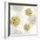 Gilded Aesthetic Flowers-Bella Dos Santos-Framed Art Print