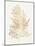 Gilded Algae IV-Jennifer Goldberger-Mounted Art Print