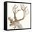 Gilded Caribou II-Chris Paschke-Framed Stretched Canvas
