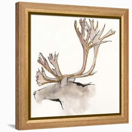 Gilded Caribou-Chris Paschke-Framed Stretched Canvas