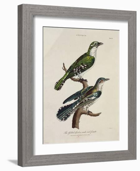 Gilded Cuckoo, Male and Female (Cuculus)-null-Framed Giclee Print