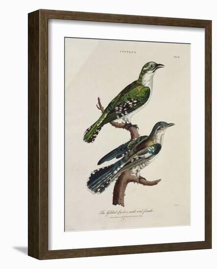 Gilded Cuckoo, Male and Female (Cuculus)-null-Framed Giclee Print