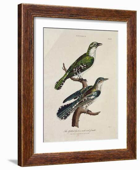 Gilded Cuckoo, Male and Female (Cuculus)-null-Framed Giclee Print