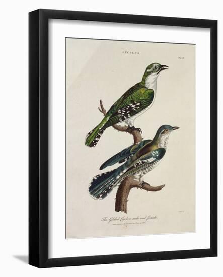 Gilded Cuckoo, Male and Female (Cuculus)-null-Framed Giclee Print