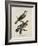 Gilded Cuckoo, Male and Female (Cuculus)-null-Framed Giclee Print