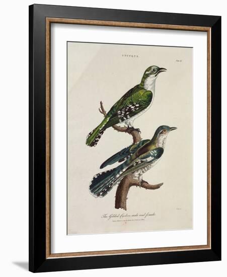 Gilded Cuckoo, Male and Female (Cuculus)-null-Framed Giclee Print