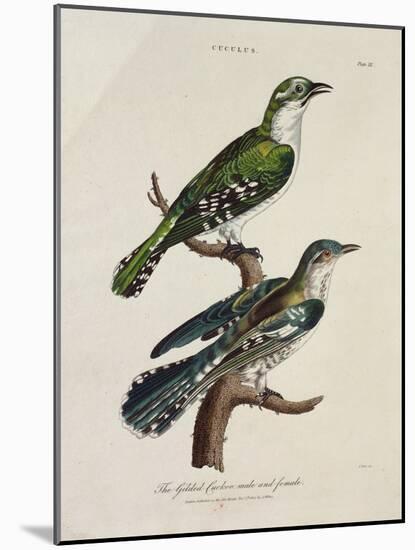 Gilded Cuckoo, Male and Female (Cuculus)-null-Mounted Giclee Print