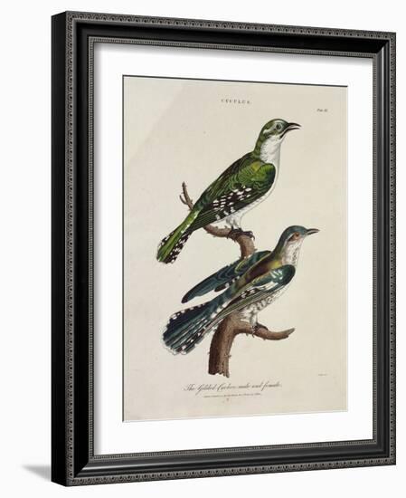 Gilded Cuckoo, Male and Female (Cuculus)-null-Framed Giclee Print