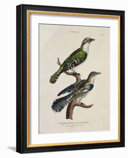 Gilded Cuckoo, Male and Female (Cuculus)-null-Framed Giclee Print