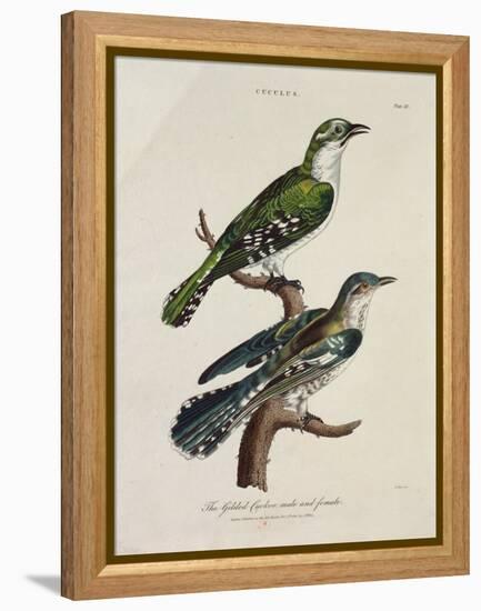 Gilded Cuckoo, Male and Female (Cuculus)-null-Framed Premier Image Canvas