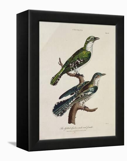 Gilded Cuckoo, Male and Female (Cuculus)-null-Framed Premier Image Canvas