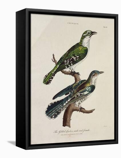 Gilded Cuckoo, Male and Female (Cuculus)-null-Framed Premier Image Canvas