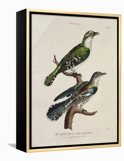 Gilded Cuckoo, Male and Female (Cuculus)-null-Framed Premier Image Canvas