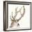 Gilded Deer-Chris Paschke-Framed Art Print