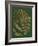 Gilded Ferns I-Vision Studio-Framed Art Print