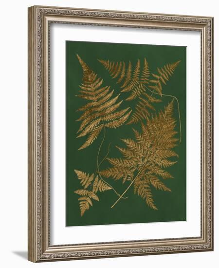 Gilded Ferns II-Vision Studio-Framed Art Print