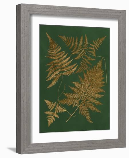 Gilded Ferns II-Vision Studio-Framed Art Print