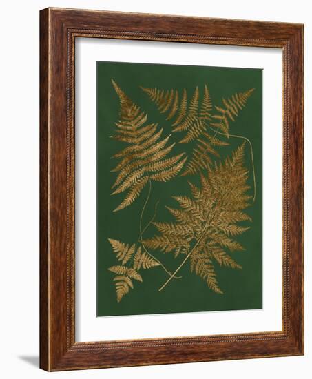 Gilded Ferns II-Vision Studio-Framed Art Print