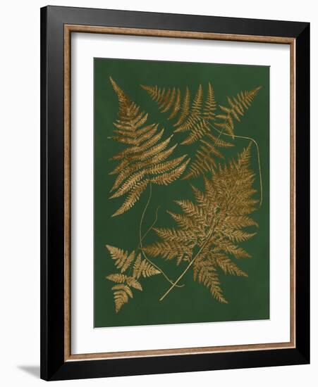 Gilded Ferns II-Vision Studio-Framed Art Print