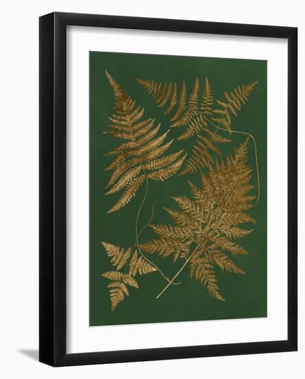 Gilded Ferns II-Vision Studio-Framed Art Print