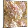 Gilded Hydrangea I-Sue Schlabach-Mounted Art Print