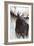 Gilded Moose-Angela Bawden-Framed Art Print