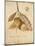 Gilded Oak-Arnie Fisk-Mounted Art Print