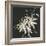 Gilded Poinsettias-Chris Paschke-Framed Premium Giclee Print