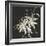 Gilded Poinsettias-Chris Paschke-Framed Art Print