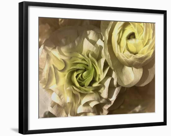 Gilded Rose-Katja Marzahn-Framed Giclee Print