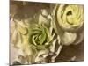 Gilded Rose-Katja Marzahn-Mounted Giclee Print