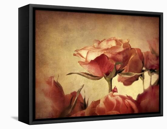 Gilded Roses-Jessica Jenney-Framed Premier Image Canvas