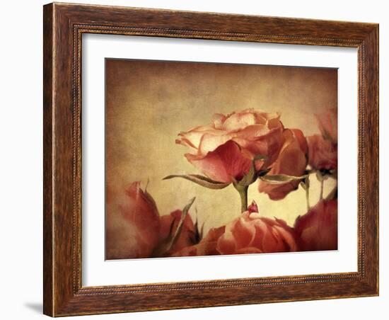 Gilded Roses-Jessica Jenney-Framed Giclee Print