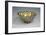 Gilded Silver Basin, 1618-1623-Cornelio Ghiretti-Framed Giclee Print