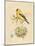 Gilded Songbird 2-Chad Barrett-Mounted Art Print