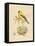 Gilded Songbird 2-Chad Barrett-Framed Stretched Canvas