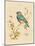 Gilded Songbird 4-Chad Barrett-Mounted Art Print