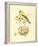 Gilded Songbird II-Chad Barrett-Framed Art Print