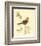 Gilded Songbird III-Chad Barrett-Framed Art Print