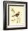 Gilded Songbird III-Chad Barrett-Framed Art Print